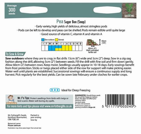 SEEDS - PEA (SNAP) - SUGAR BON - Image 2