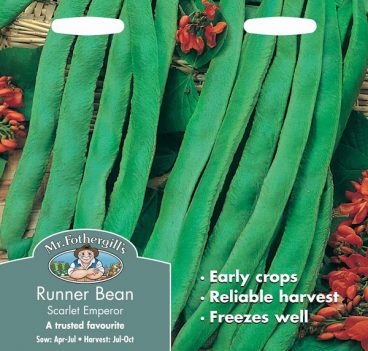 SEEDS – RUNNER BEAN – SCARLET EMPEROR