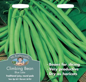 SEEDS – CLIMBING BEAN – BLUE LAKE