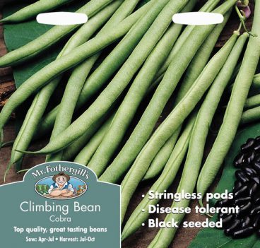 SEEDS – CLIMBING BEAN – COBRA