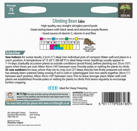 SEEDS - CLIMBING BEAN - COBRA - Image 2