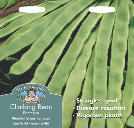 SEEDS - CLIMBING BEAN - PANTHEON