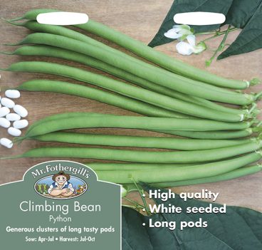 SEEDS – CLIMBING BEAN – PYTHON