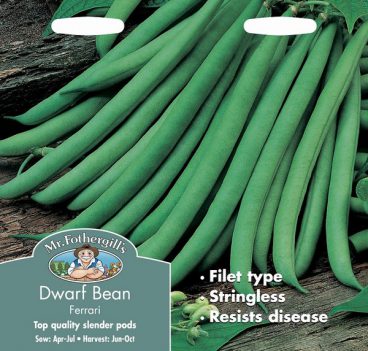 SEEDS – DWARF BEAN – FERRARI