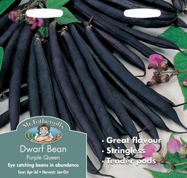 SEEDS – DWARF BEAN – PURPLE QUEEN