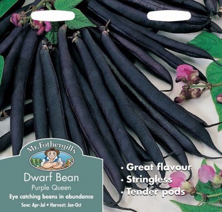 SEEDS - DWARF BEAN - PURPLE QUEEN