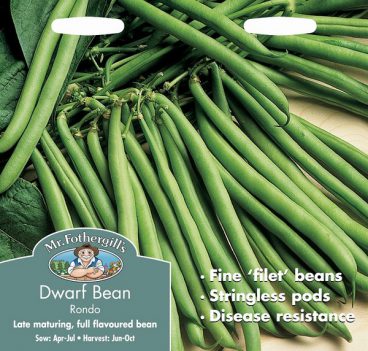 SEEDS – DWARF BEAN – RONDO