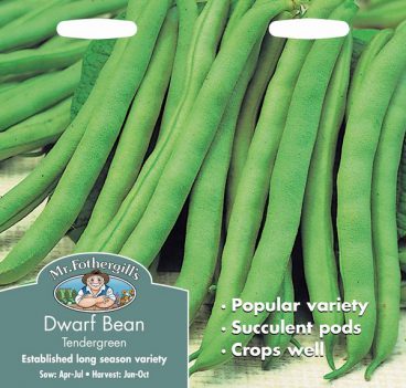 SEEDS – DWARF BEAN – TENDERGREEN