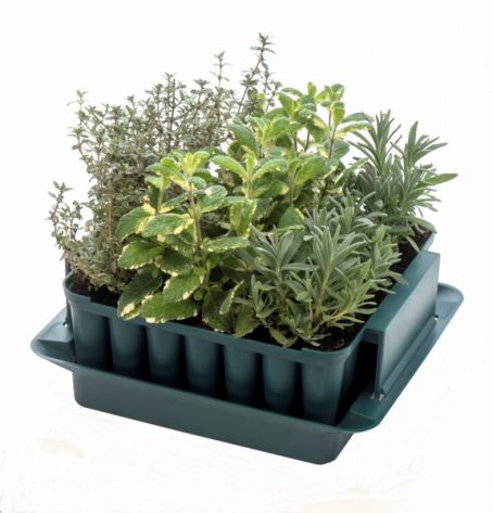 PLANT PLUG TRAINER AGRALAN - Image 2
