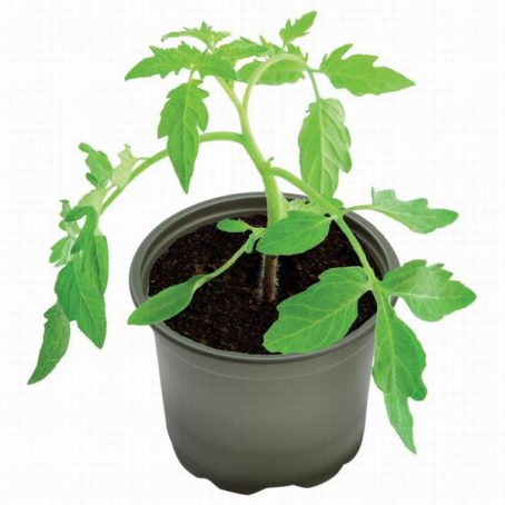 FLOWER POT 9CM BIO (2022) - Image 2