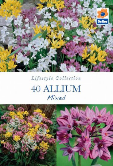 BULB ALLIUM MIX