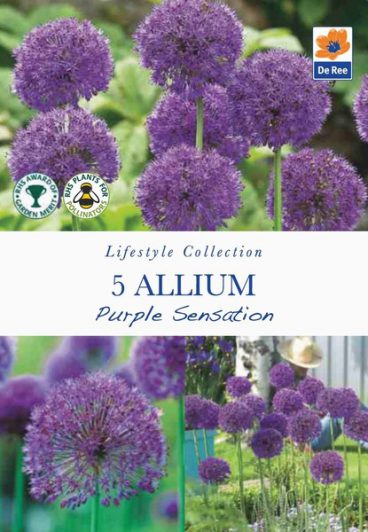 BULB ALLIUM PURPLE SENSATION