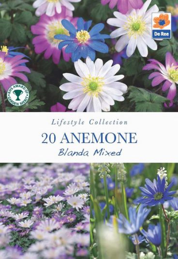 BULB ANENOME BLANDA MIXED