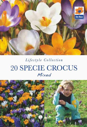 BULB CROCUS 40 SPECIE MIXED