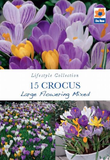 BULB CROCUS LARGE FLOWERING MIXED