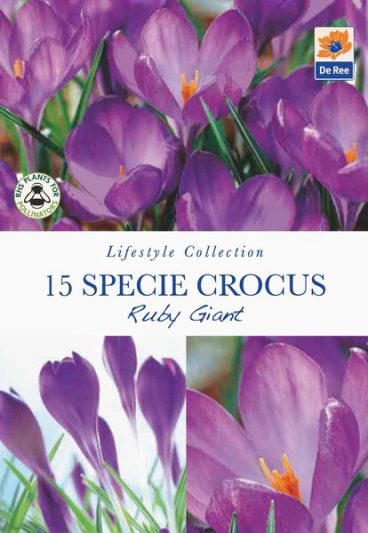 BULB CROCUS RUBY GIANT