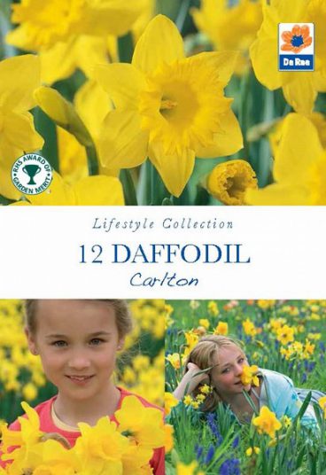 BULB DAFFODIL CARLTON