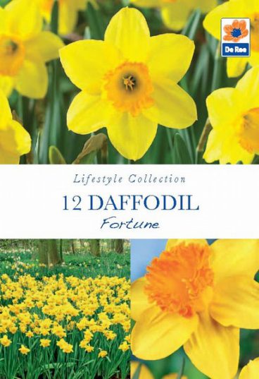 BULB DAFFODIL FORTUNE