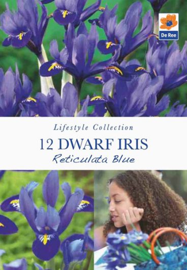 BULB DWARF IRIS RETICULATA BLUE