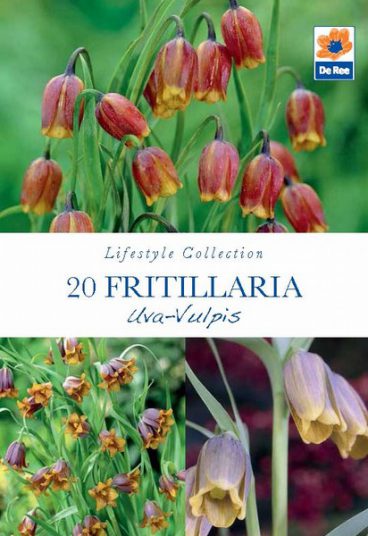 BULB FRITILLARIA UVA-VULPIS