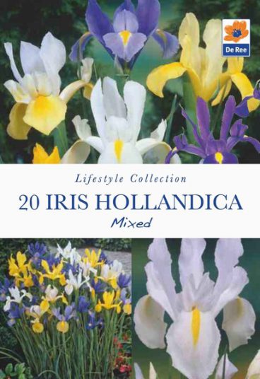 BULB IRIS HOLLANDICA MIXED