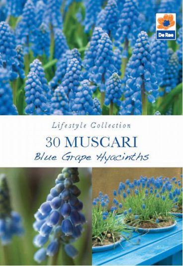 BULB MUSCARI BLUE GRAPE