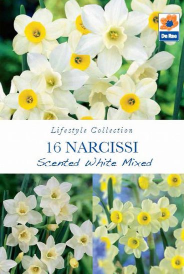 BULB NARCISSI SCENTED WHITE MIX