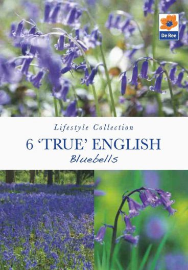 BULB TRUE ENGLISH BLUEBELLS