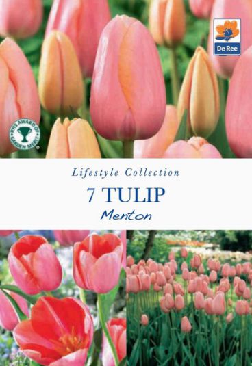 BULB TULIP MENTON