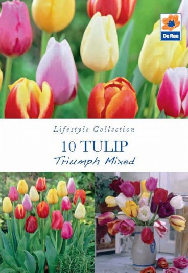 BULB TULIP TRIUMPH MIXED