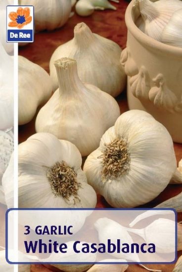 GARLIC SET WHITE CASABLANCA 2PK