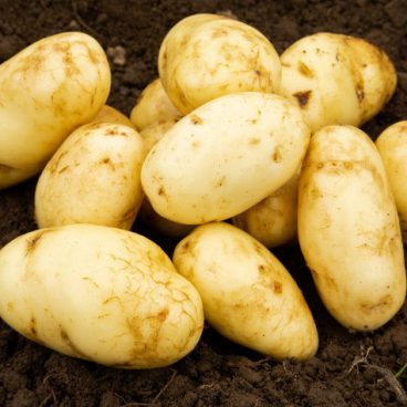 Seed Potatoes – First Early – Arran Pilot 2kg