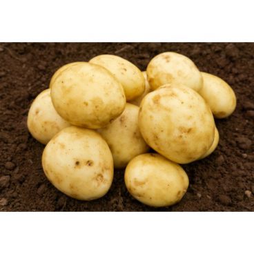 Seed Potatoes – First Early – Casablanca 2kg