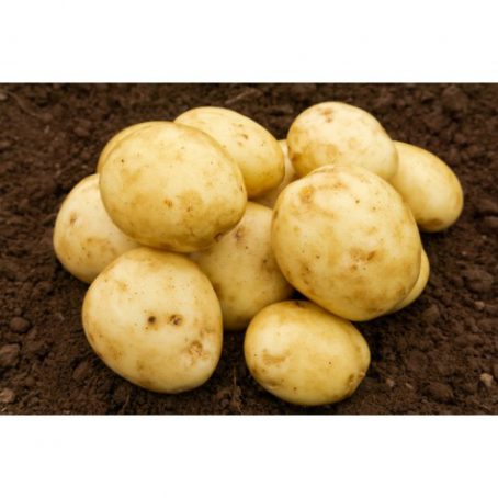Seed Potatoes - First Early - Casablanca 2kg