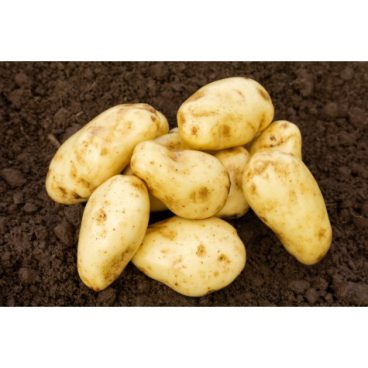 Seed Potatoes – First Early – Sharpes Express 2kg