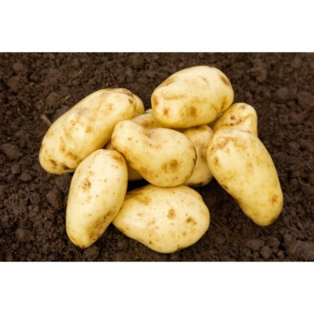 Seed Potatoes - First Early - Sharpes Express 2kg