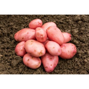 Seed Potatoes – Maincrop – Desiree 2kg