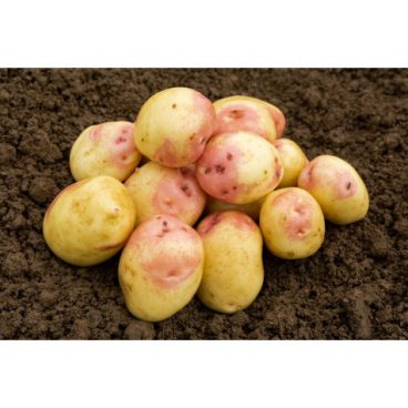 Seed Potatoes – Maincrop – King Edward 2kg