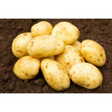 Seed Potatoes – Maincrop – Maris Piper 2kg