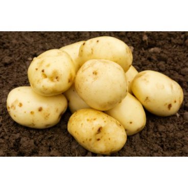 Seed Potatoes – Second Early – Maris Peer 2kg