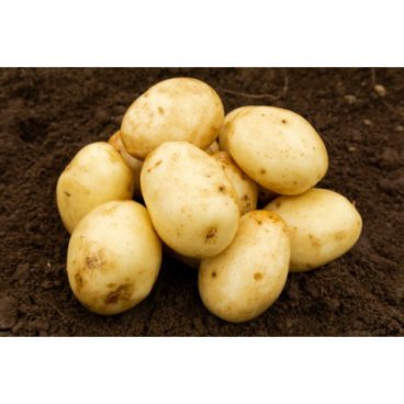 Seed Potatoes – Second Early – Nadine 2kg