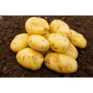 Seed Potatoes – Second Early – Nicola 2kg