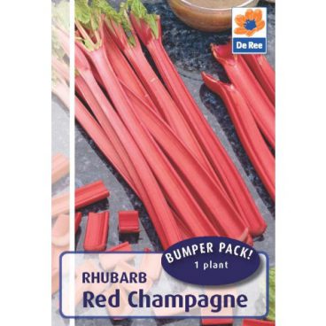 Rhubarb – Champagne