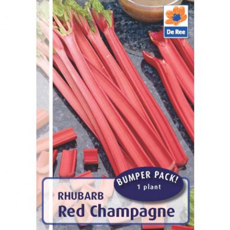 Rhubarb - Champagne