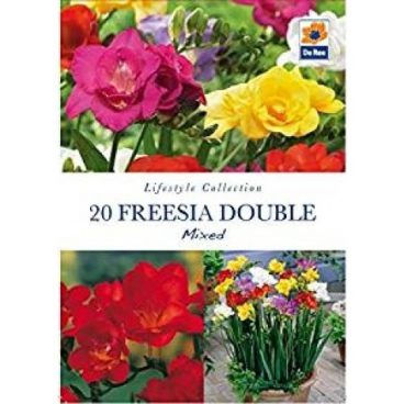 Flower Bulb – Freesia Double -20pk