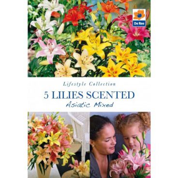Flower Bulbs – Lillies Scented – 5pk