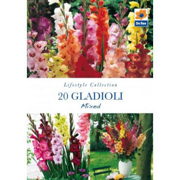 Flower Bulbs – Gladioli Mixed – 20pk