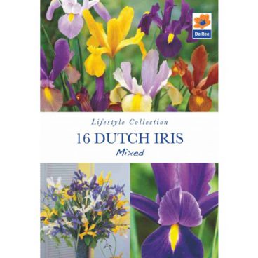 Flower Bulbs – Dutch Iris Mixed – 16pk