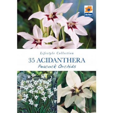 Flower Bulbs – Acidanthera Peacock Ordids – 35pk