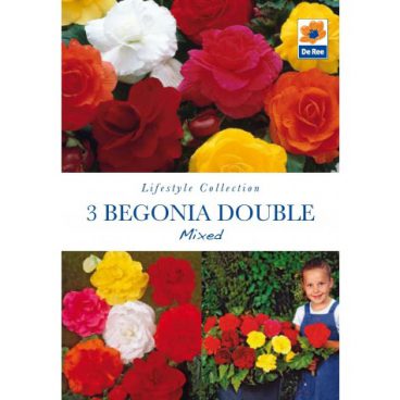 Flower Bulbs – Begonia Double Mix – 3pk